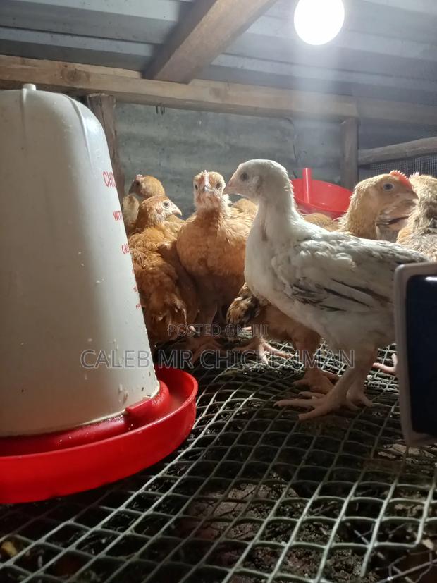 Improved 2 Weeks Old Kienyeji Chicks - thumbnail 6