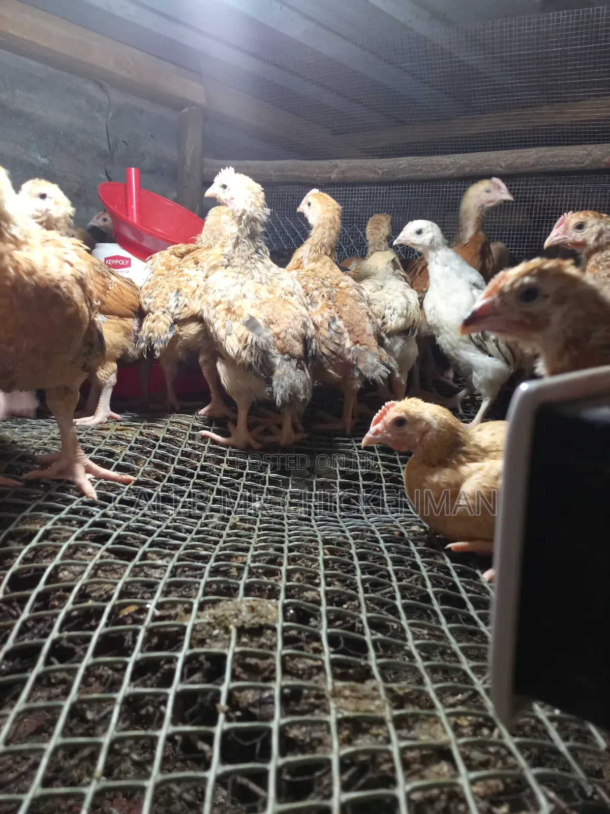 Improved 2 Weeks Old Kienyeji Chicks