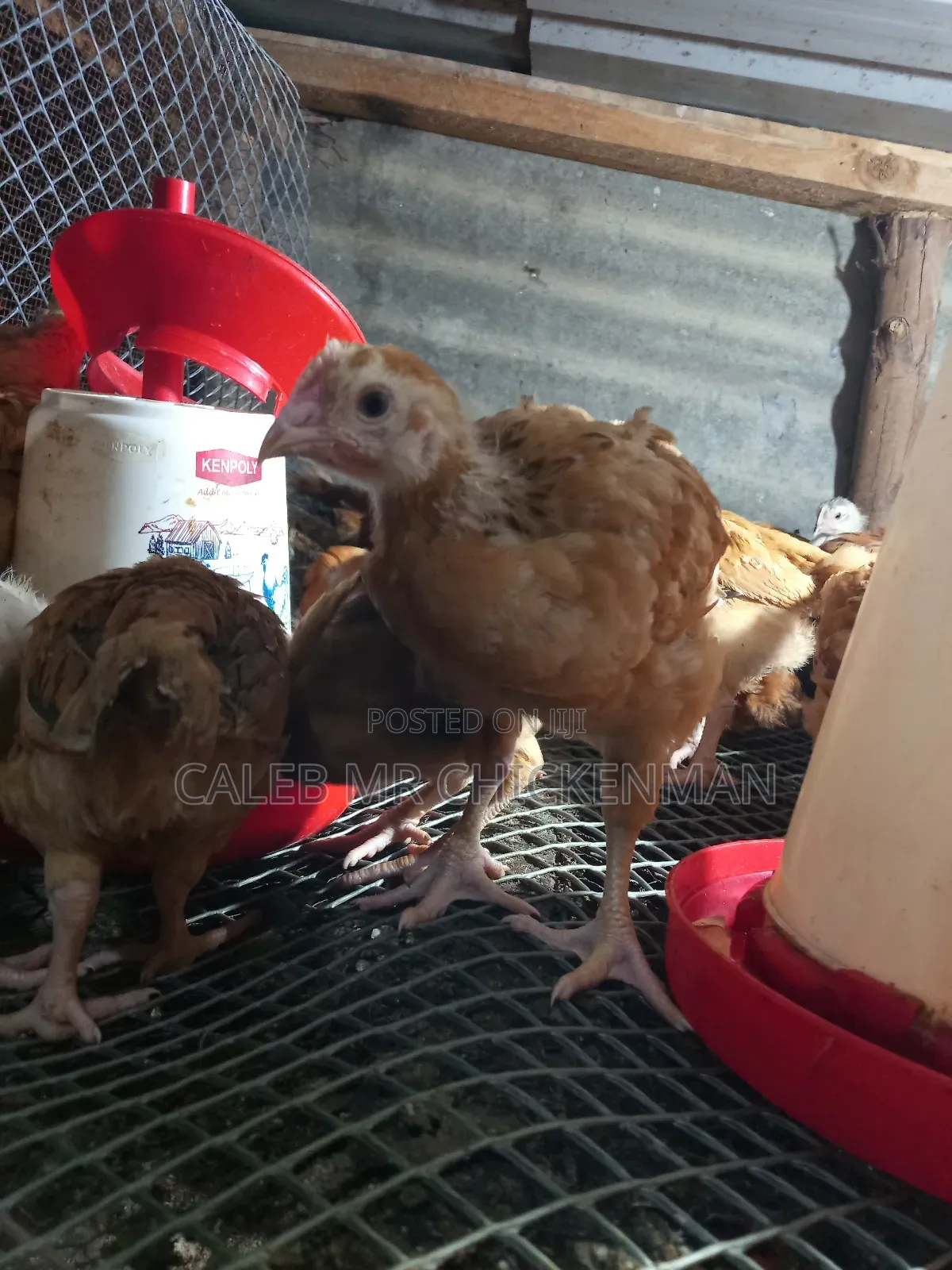 Improved 2 Weeks Old Kienyeji Chicks