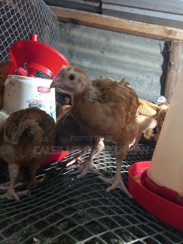 Improved 2 Weeks Old Kienyeji Chicks - thumbnail 8
