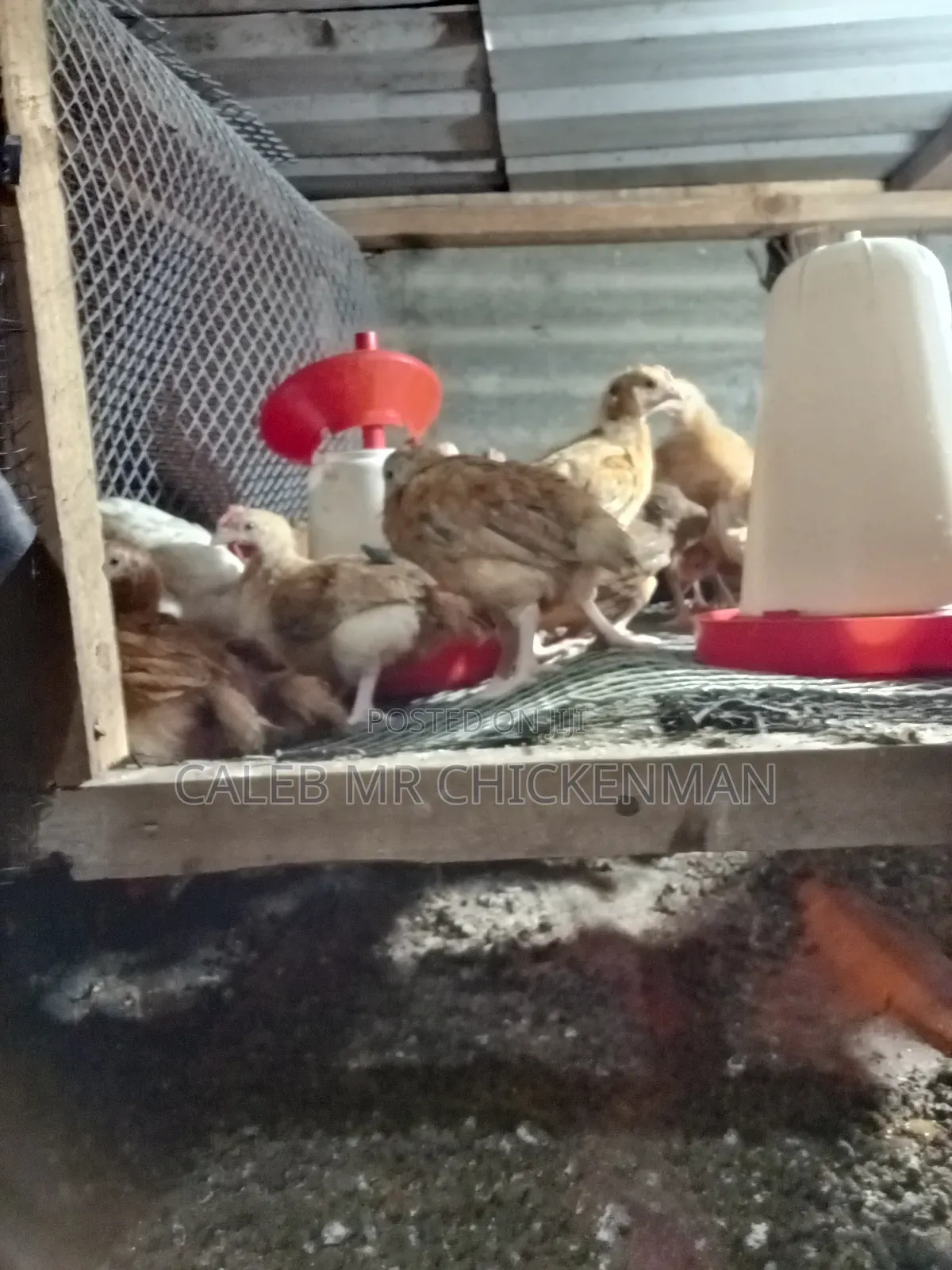 Improved 2 Weeks Old Kienyeji Chicks