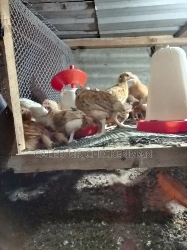 Improved 2 Weeks Old Kienyeji Chicks - thumbnail 9
