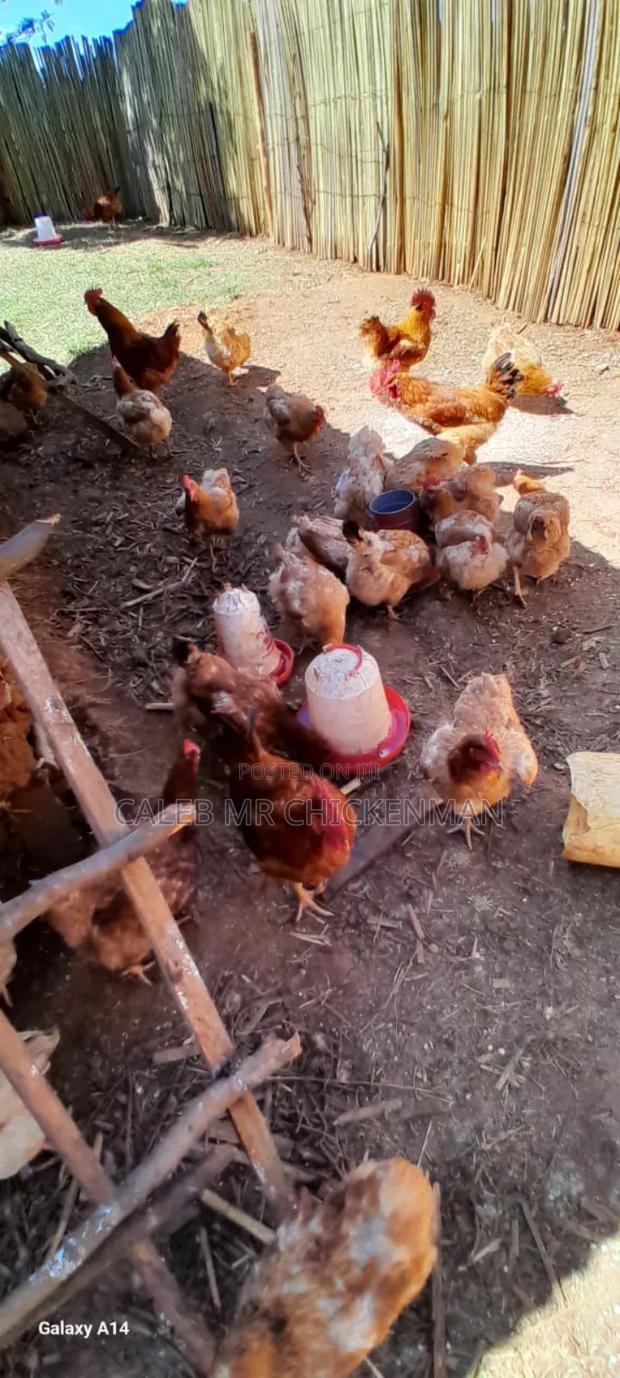 1 Month Old Improved Kienyeji Chicks - main view