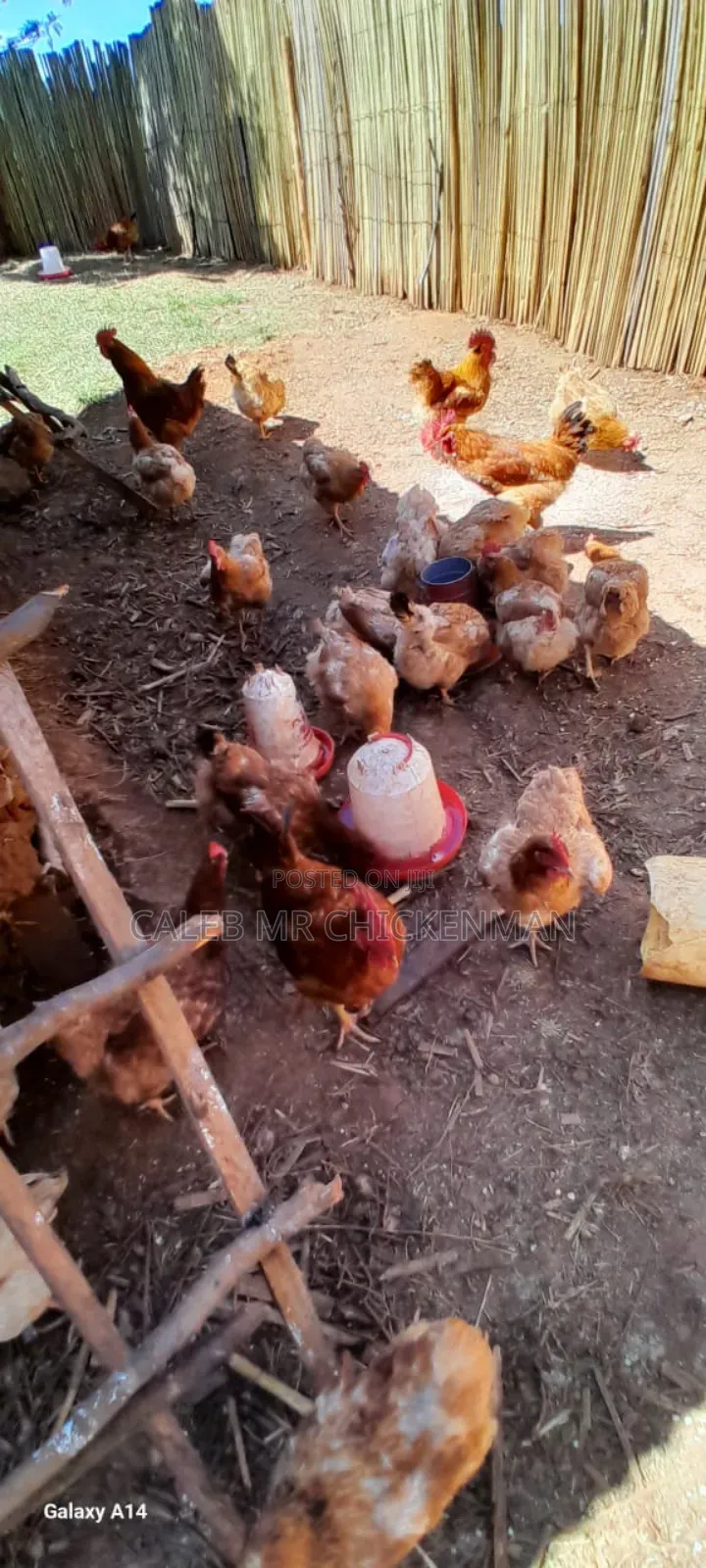 1 Month Old Improved Kienyeji Chicks