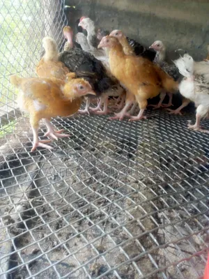 1 Month Old Improved Kienyeji Chicks