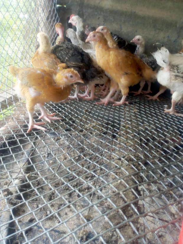 1 Month Old Improved Kienyeji Chicks - thumbnail 3