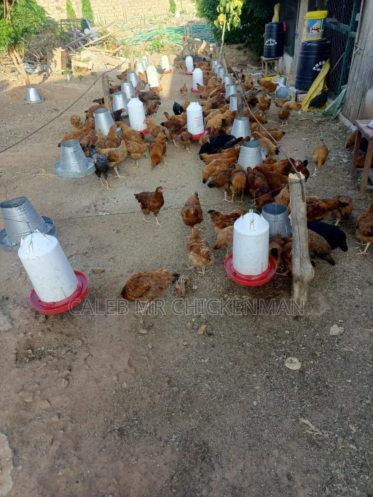 1 Month Old Improved Kienyeji Chicks