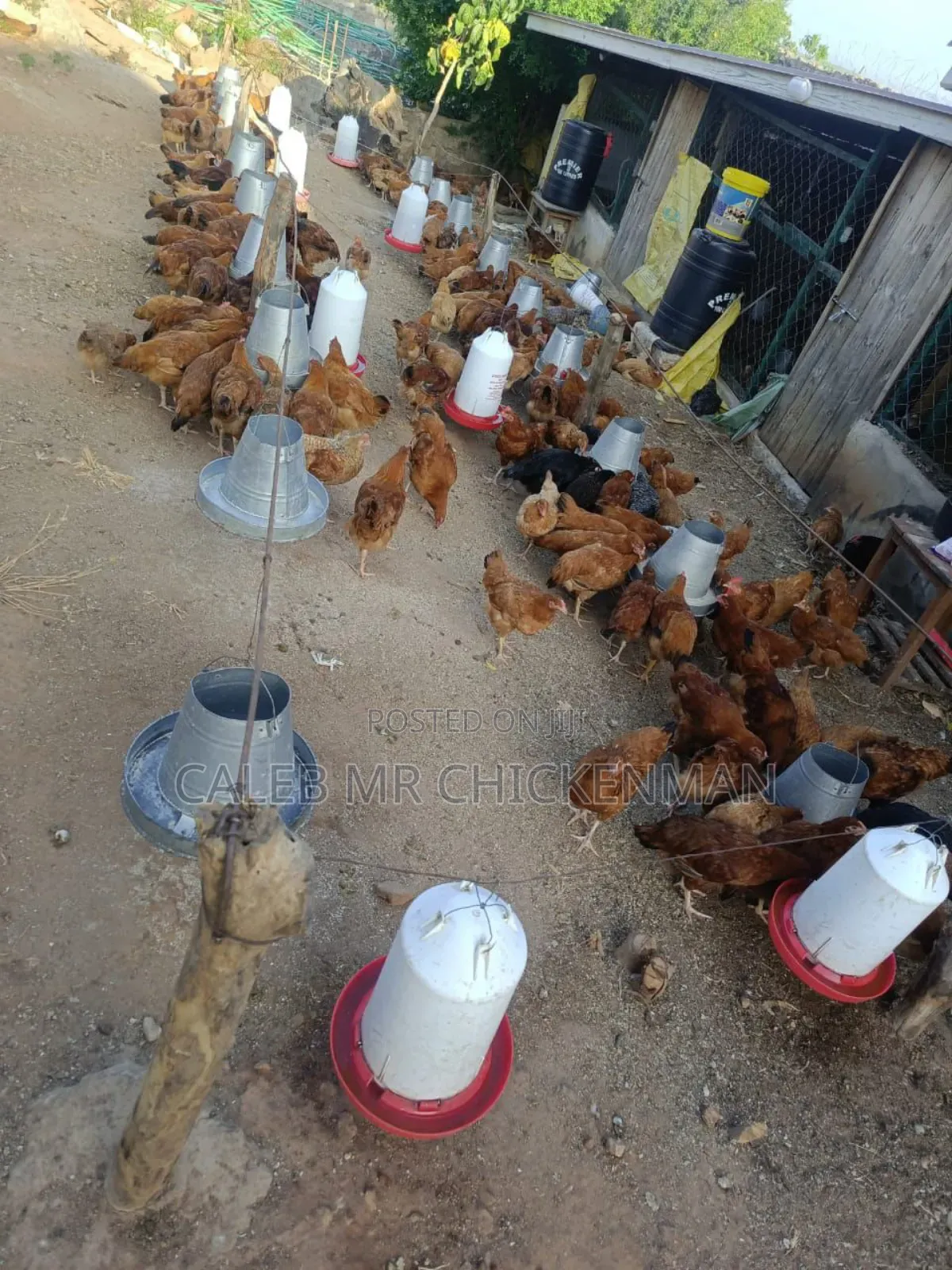 1 Month Old Improved Kienyeji Chicks