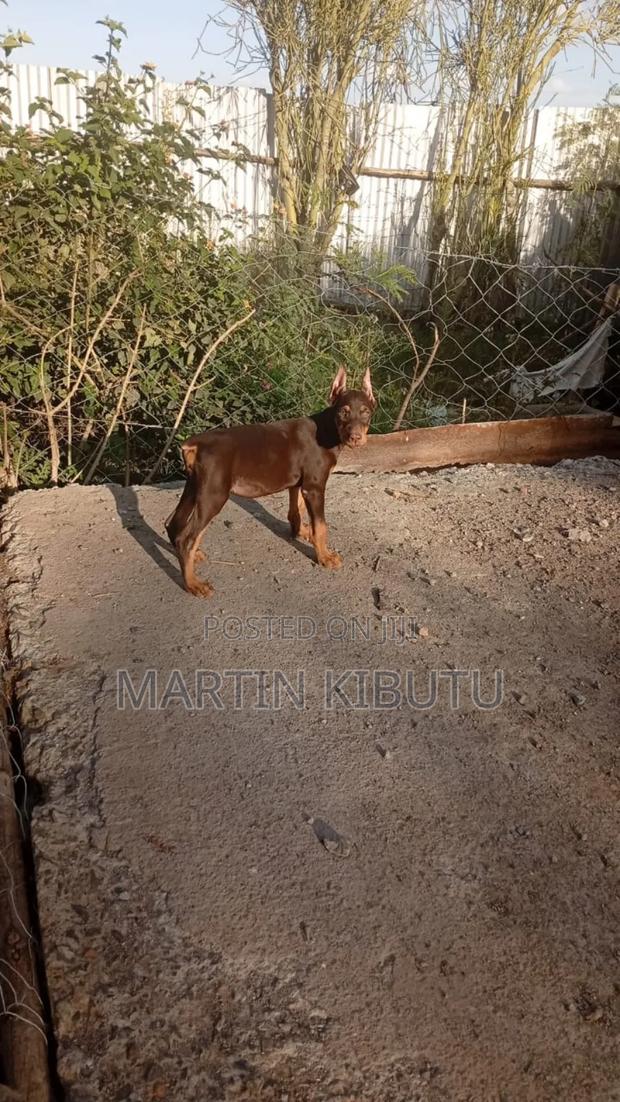 1-3 months Female Purebred Doberman Pinscher