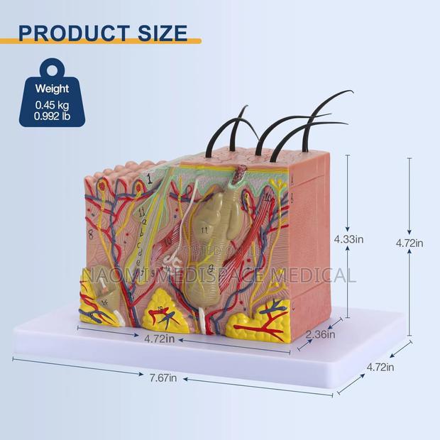 3d Skin Anatomical Model 35x Enlarged Skin Layer Structure