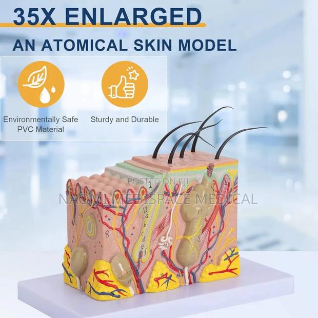 3d Skin Anatomical Model 35x Enlarged Skin Layer Structure - thumbnail 2