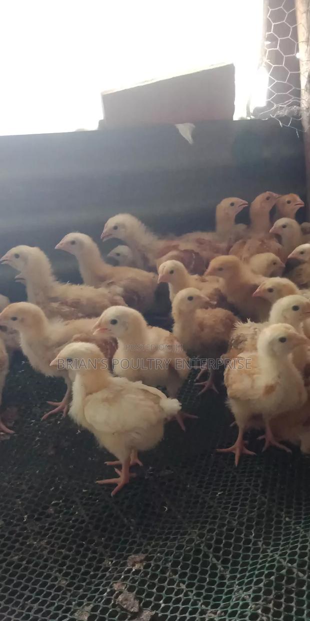 2weeks Old Sasso Chicks - thumbnail 2