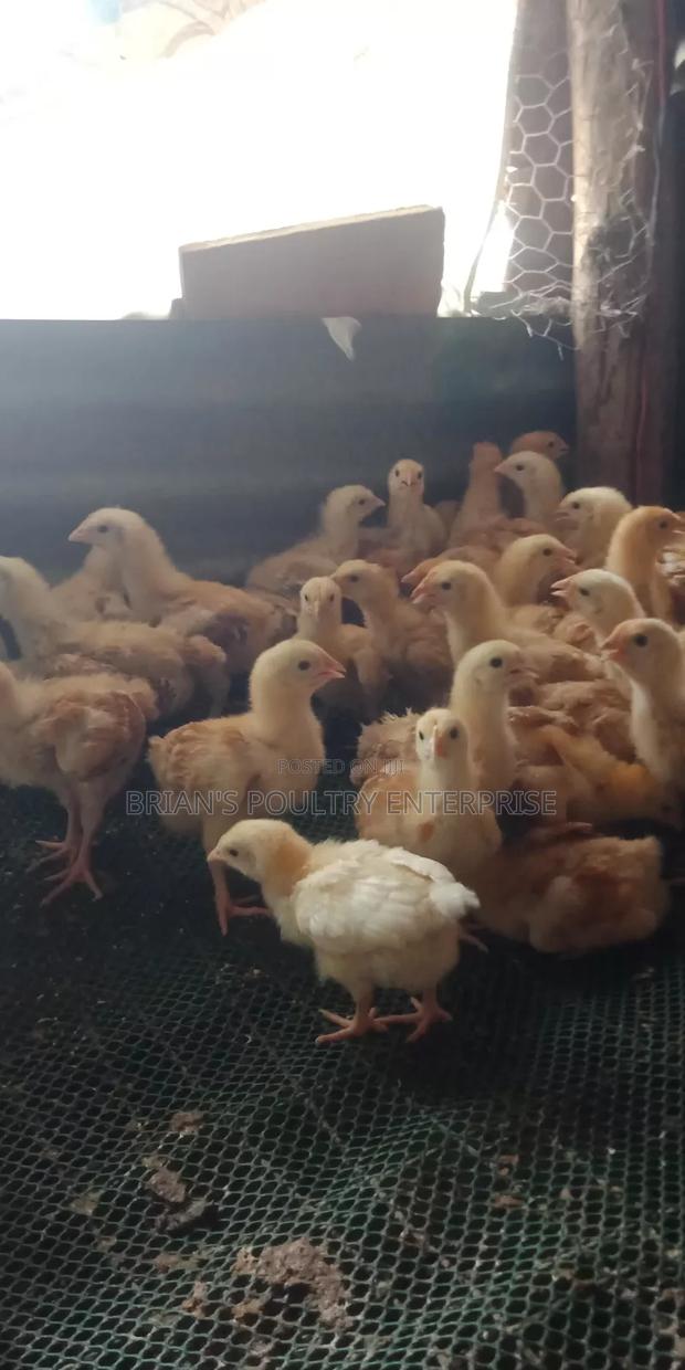 2weeks Old Sasso Chicks - thumbnail 4