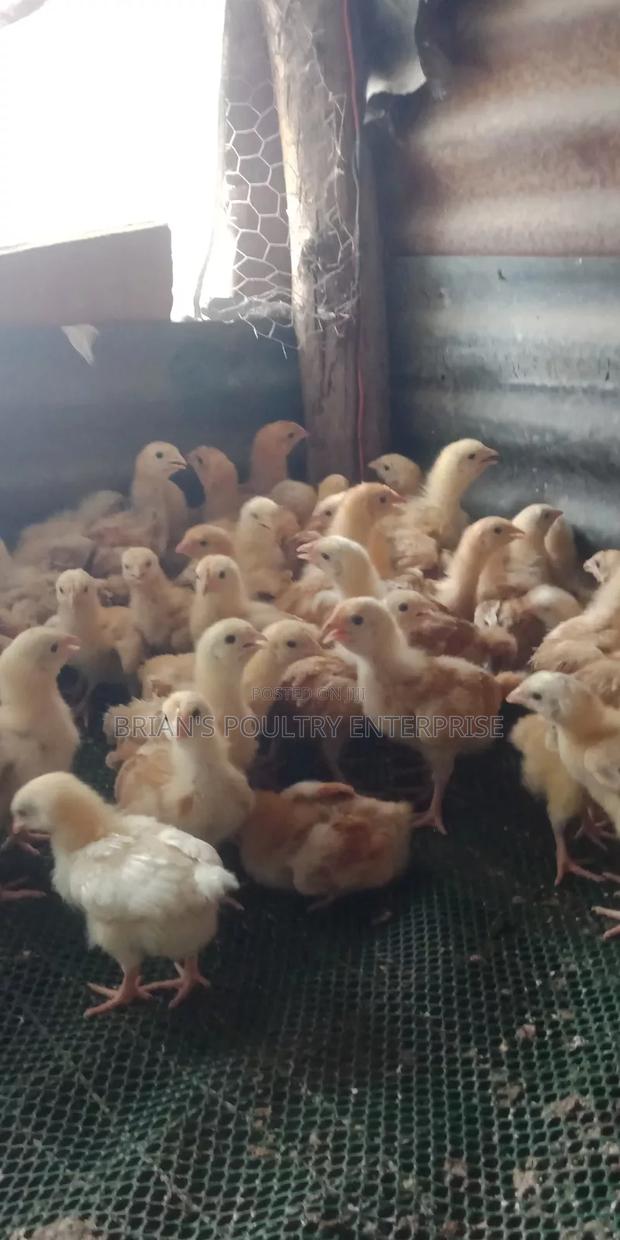 2weeks Old Sasso Chicks - thumbnail 5