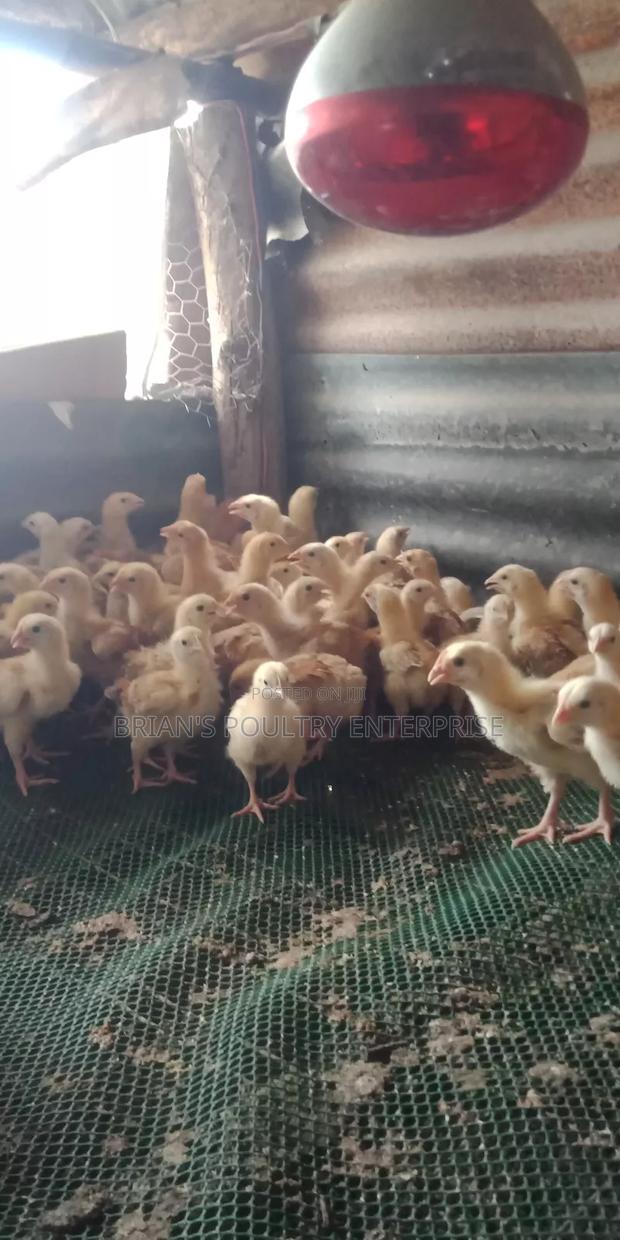 2weeks Old Sasso Chicks - thumbnail 6