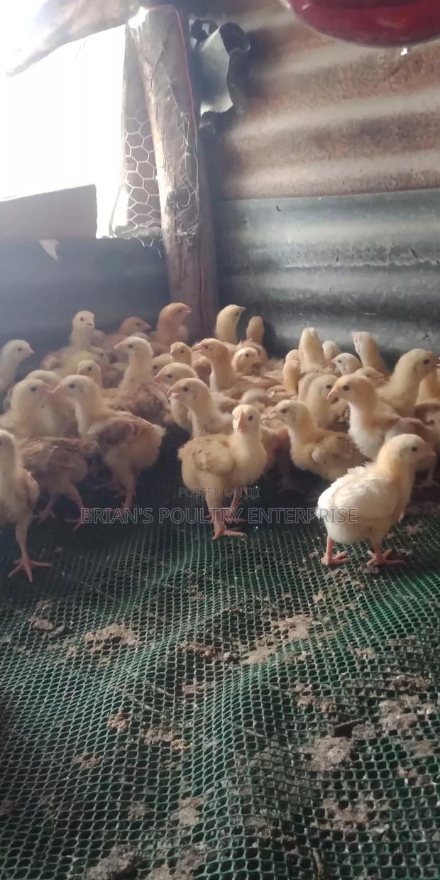 2weeks Old Sasso Chicks - thumbnail 7