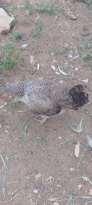 Chicken for Sale - main view