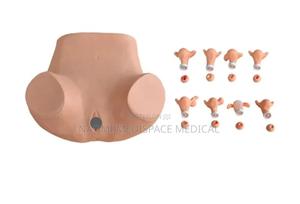 Advanced Gynecological Model/Gynecological Manikin - thumbnail 2