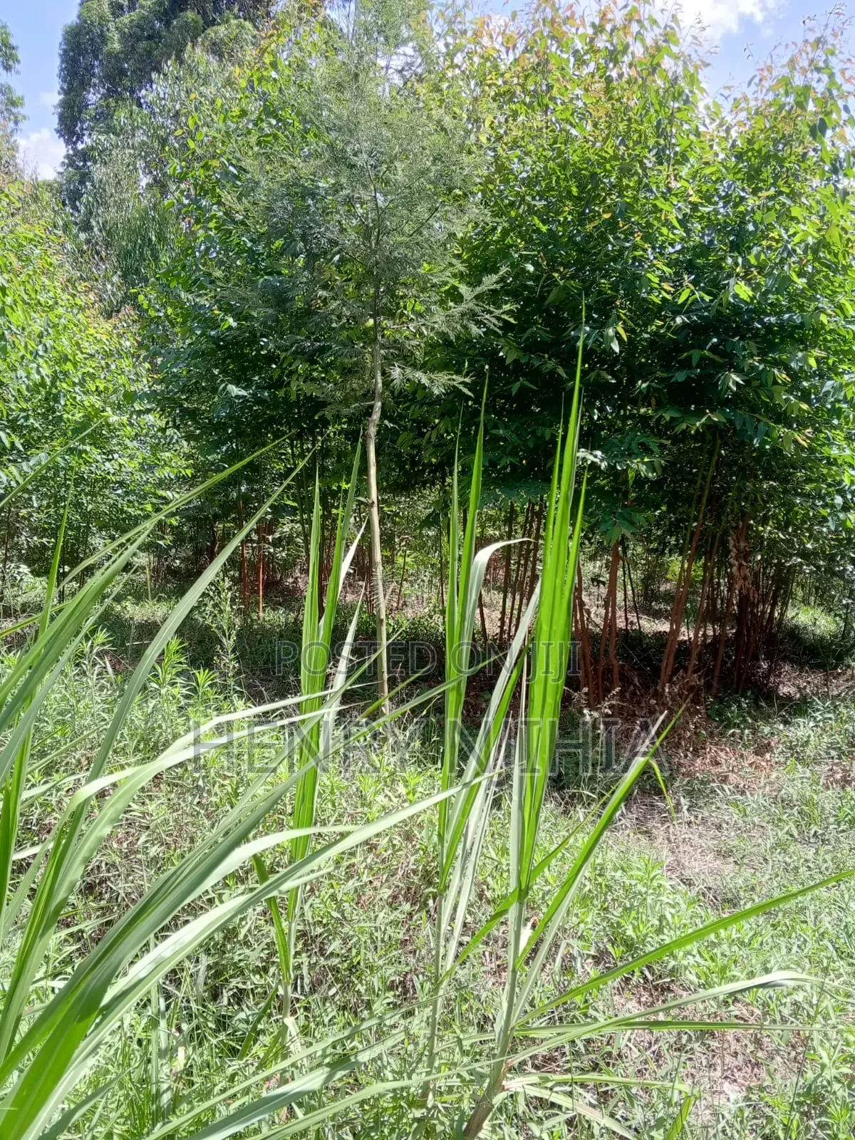 1.2 Acres/0.5 Ha Land for Sale in Gathanji Githunguri.