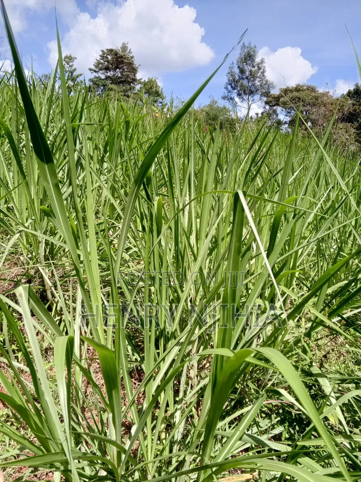 1.2 Acres/0.5 Ha Land for Sale in Gathanji Githunguri.