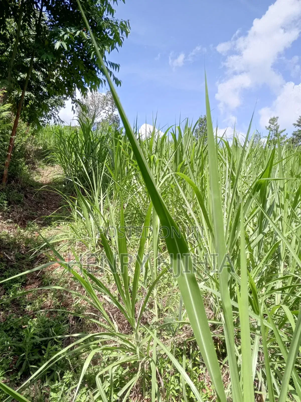 1.2 Acres/0.5 Ha Land for Sale in Gathanji Githunguri.