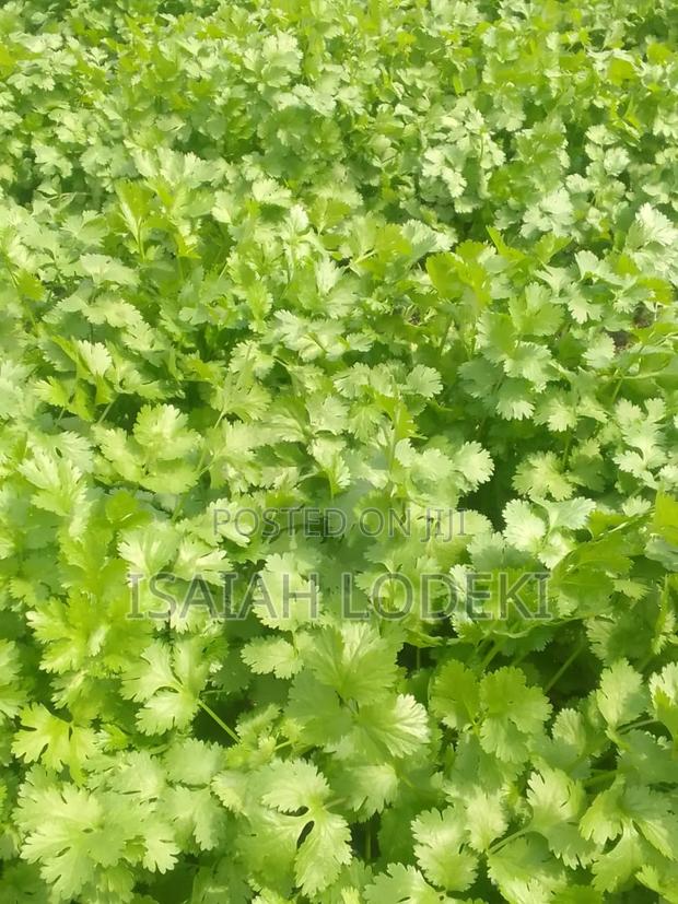 Herbs Expert - main view