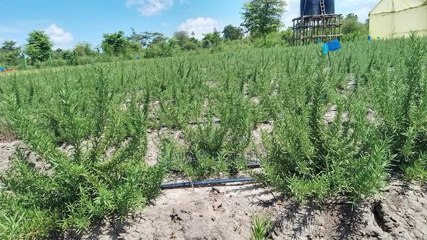 Herbs Expert - thumbnail 4