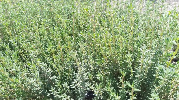 Herbs Expert - thumbnail 5