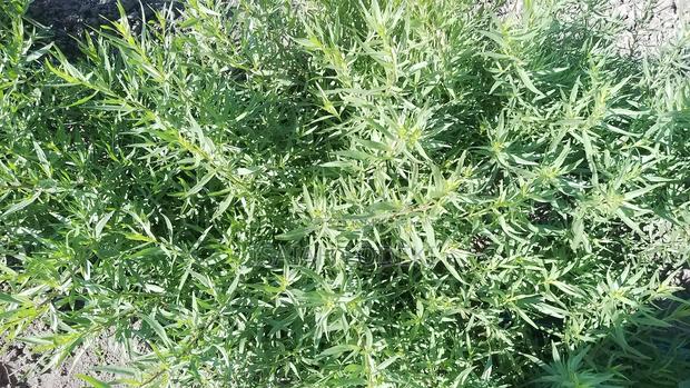 Herbs Expert - thumbnail 6