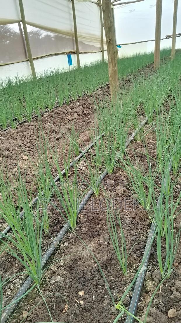 Herbs Expert - thumbnail 8