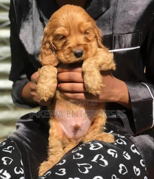 1-3 months Male Purebred Cocker Spaniel - main view