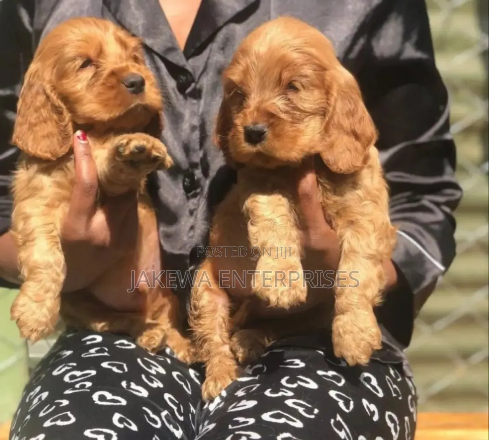 1-3 months Male Purebred Cocker Spaniel