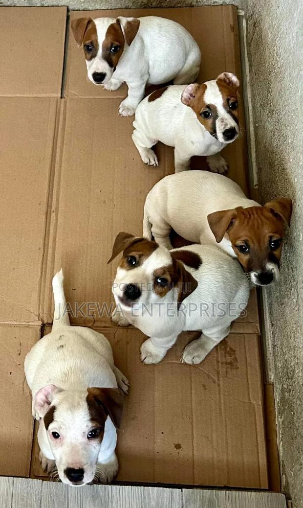 1-3 months Male Purebred Jack Russell Terrier
