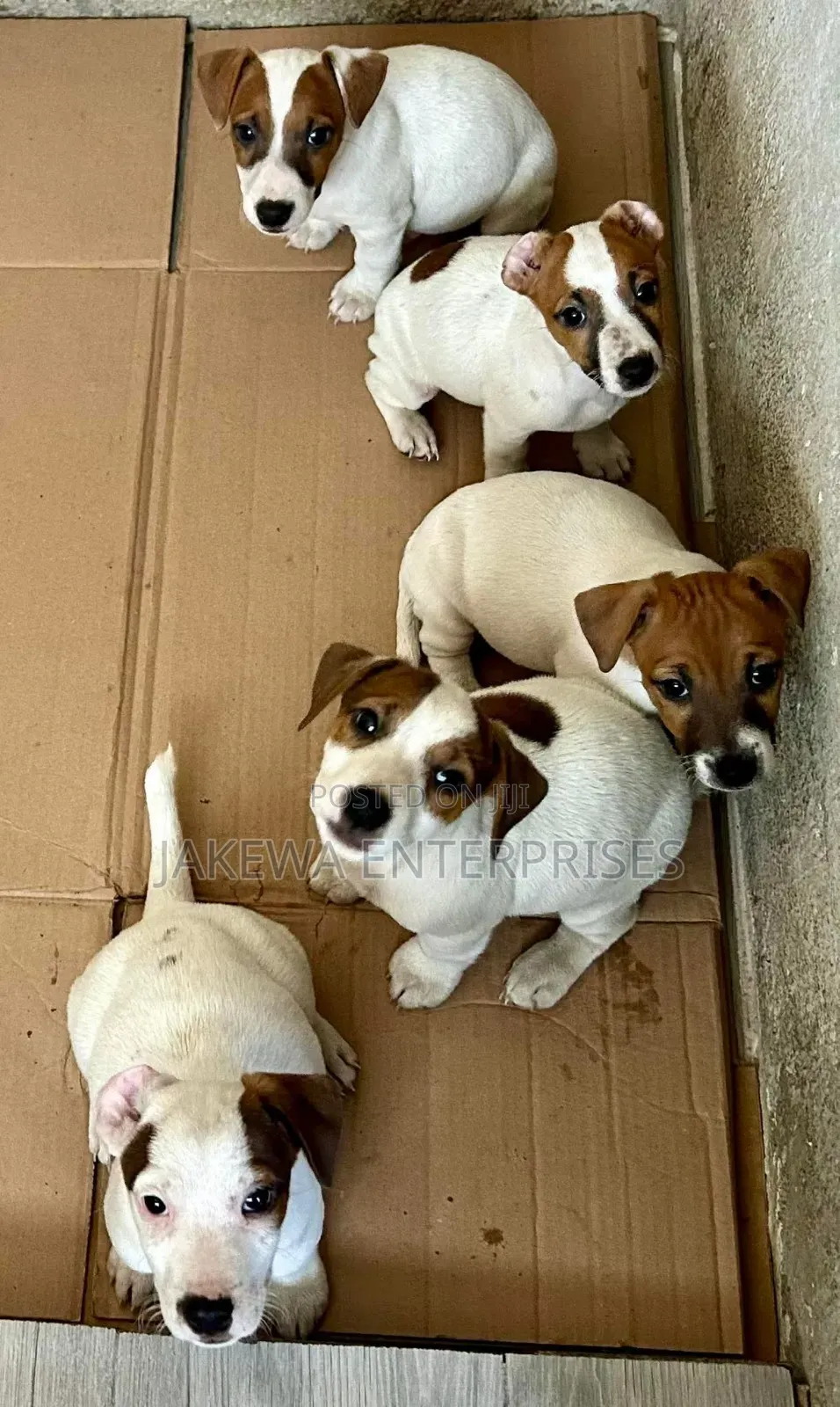 1-3 months Male Purebred Jack Russell Terrier