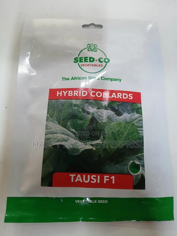 Hybrid Collards Tausi F1 50g