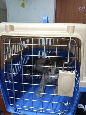 Iata Approved Pets Carrier Crates - thumbnail 2