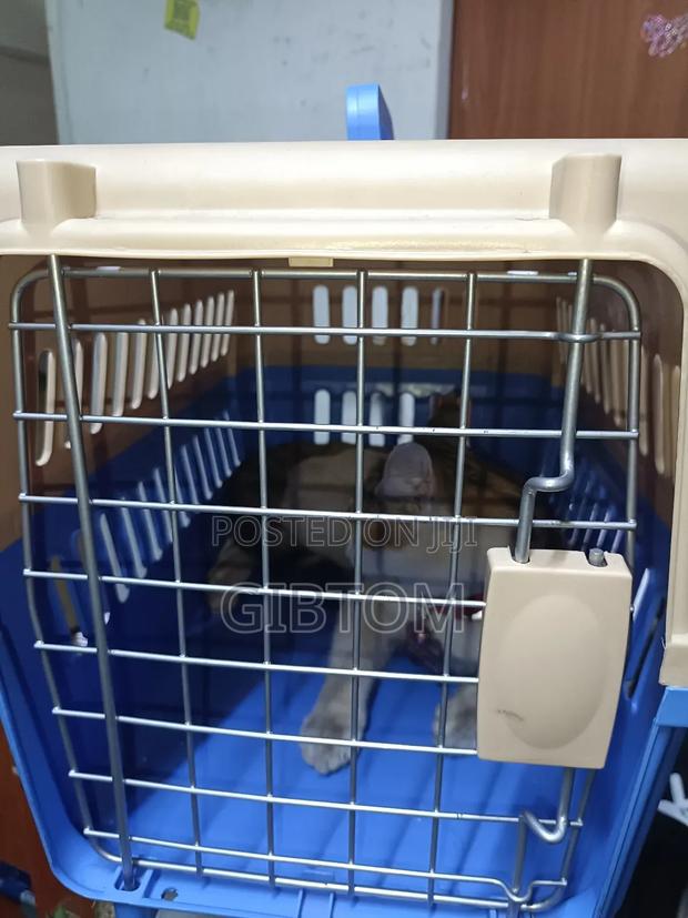 Iata Approved Pets Carrier Crates - thumbnail 3