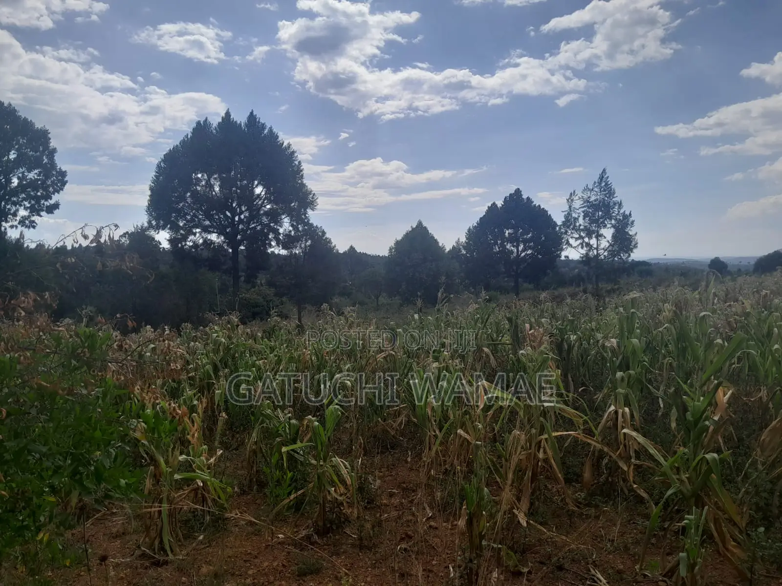 Prime 3 Acres for Sale in Nanyuki