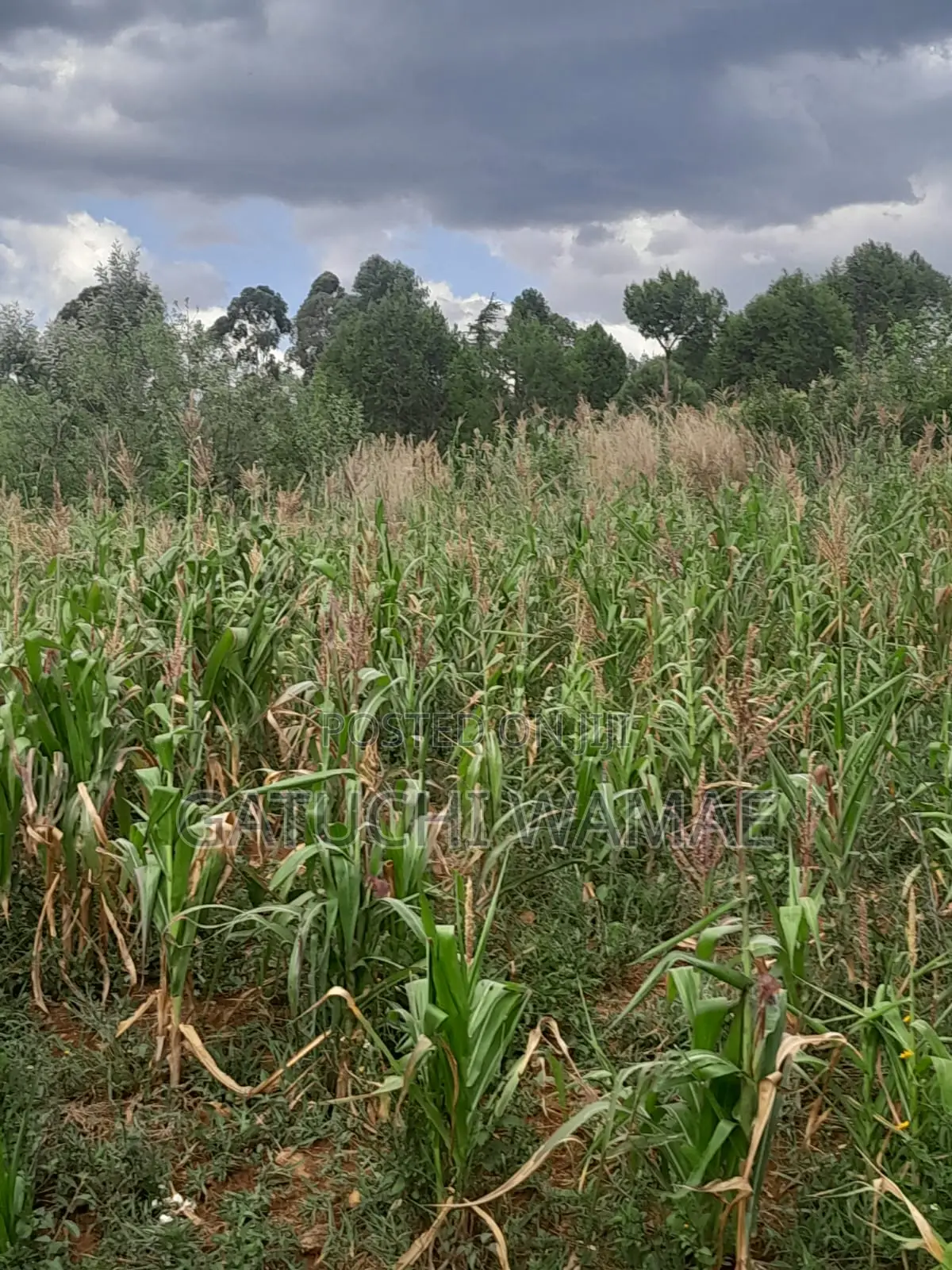 Prime 3 Acres for Sale in Nanyuki