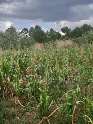 Prime 3 Acres for Sale in Nanyuki