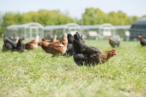 Fertilized Eggs Kenbro Kienyeji - main view