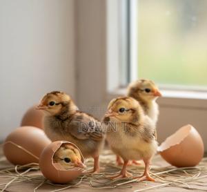 Fertilised Hatching Eggs Improved Kienyeji - main view