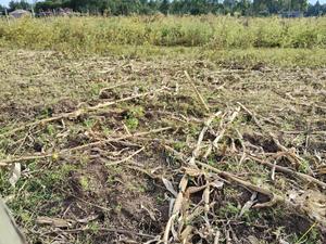 Outspan Kiambaa 1⁄4acre Plot - thumbnail 2