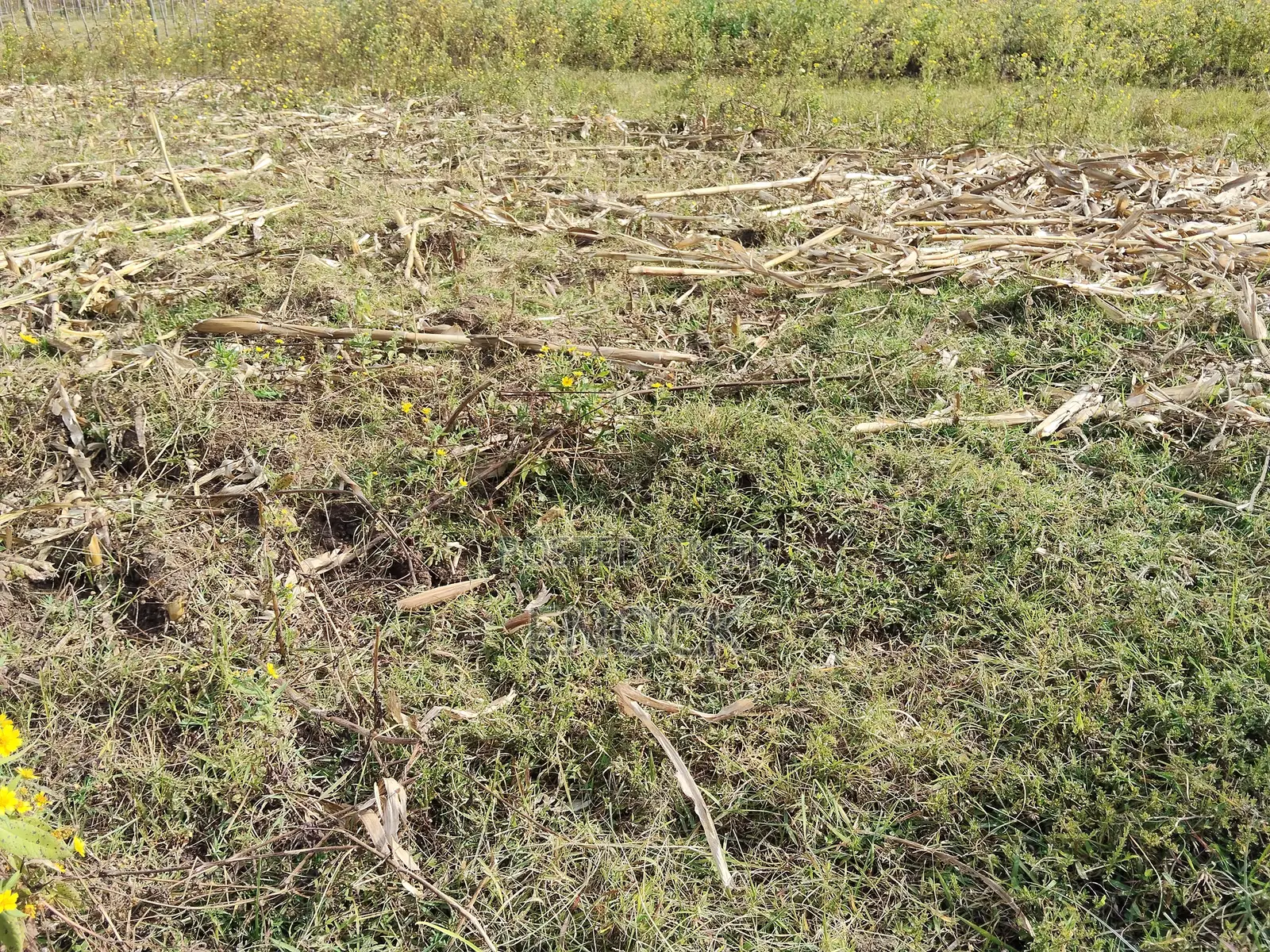Outspan Kiambaa 1⁄4acre Plot