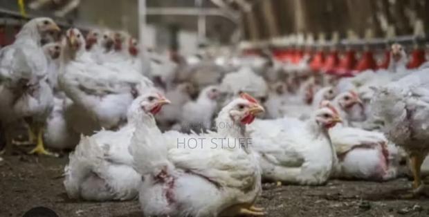 Broilers for Sale - main view