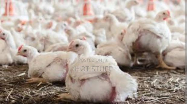 Broilers for Sale - thumbnail 2