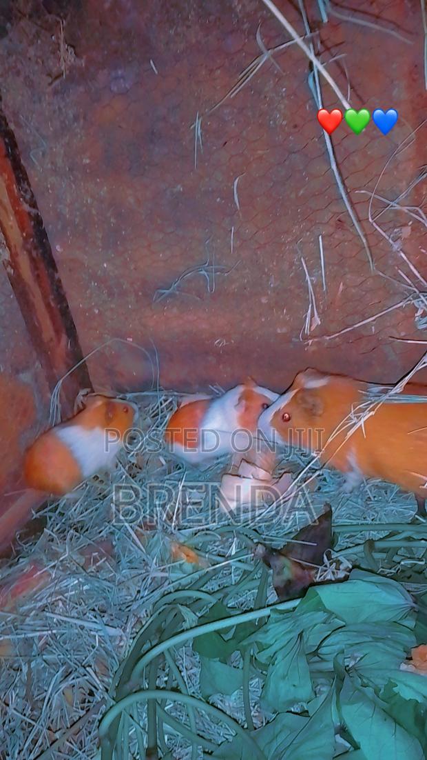 Guinea Pigs