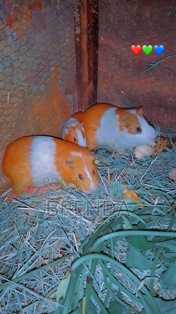 Guinea Pigs - thumbnail 2