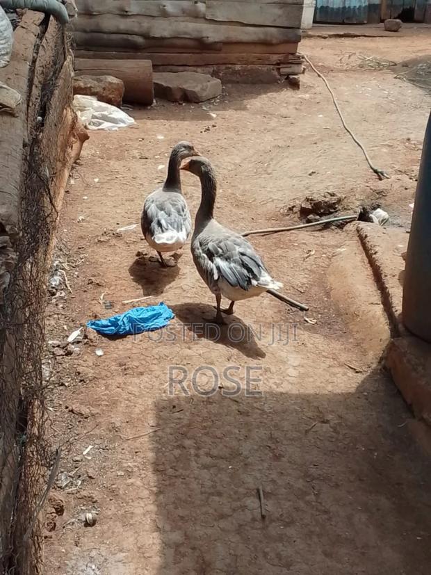 Geese on Sale - thumbnail 2