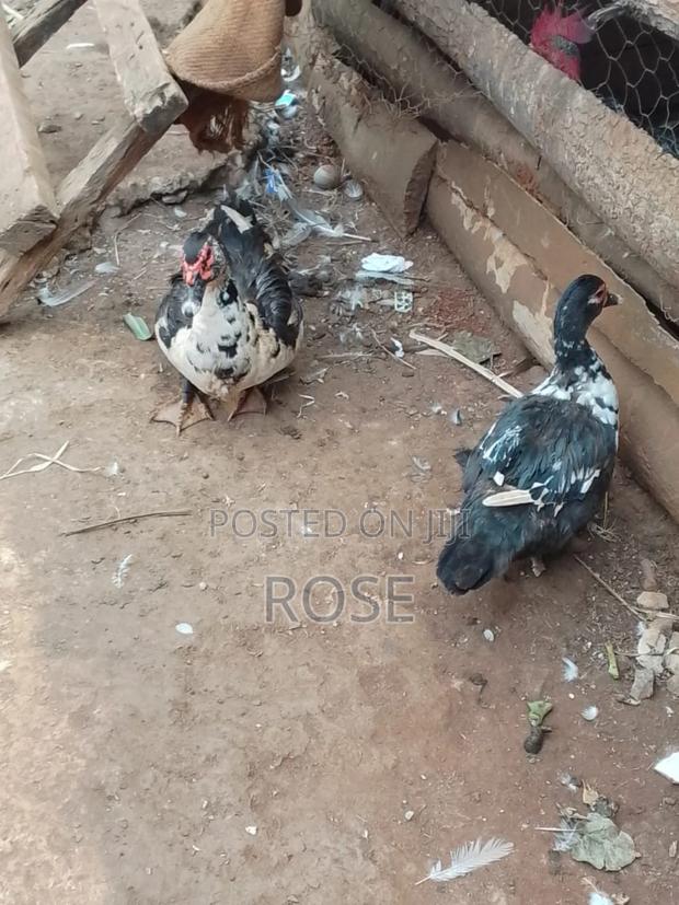 Duck (Bata)